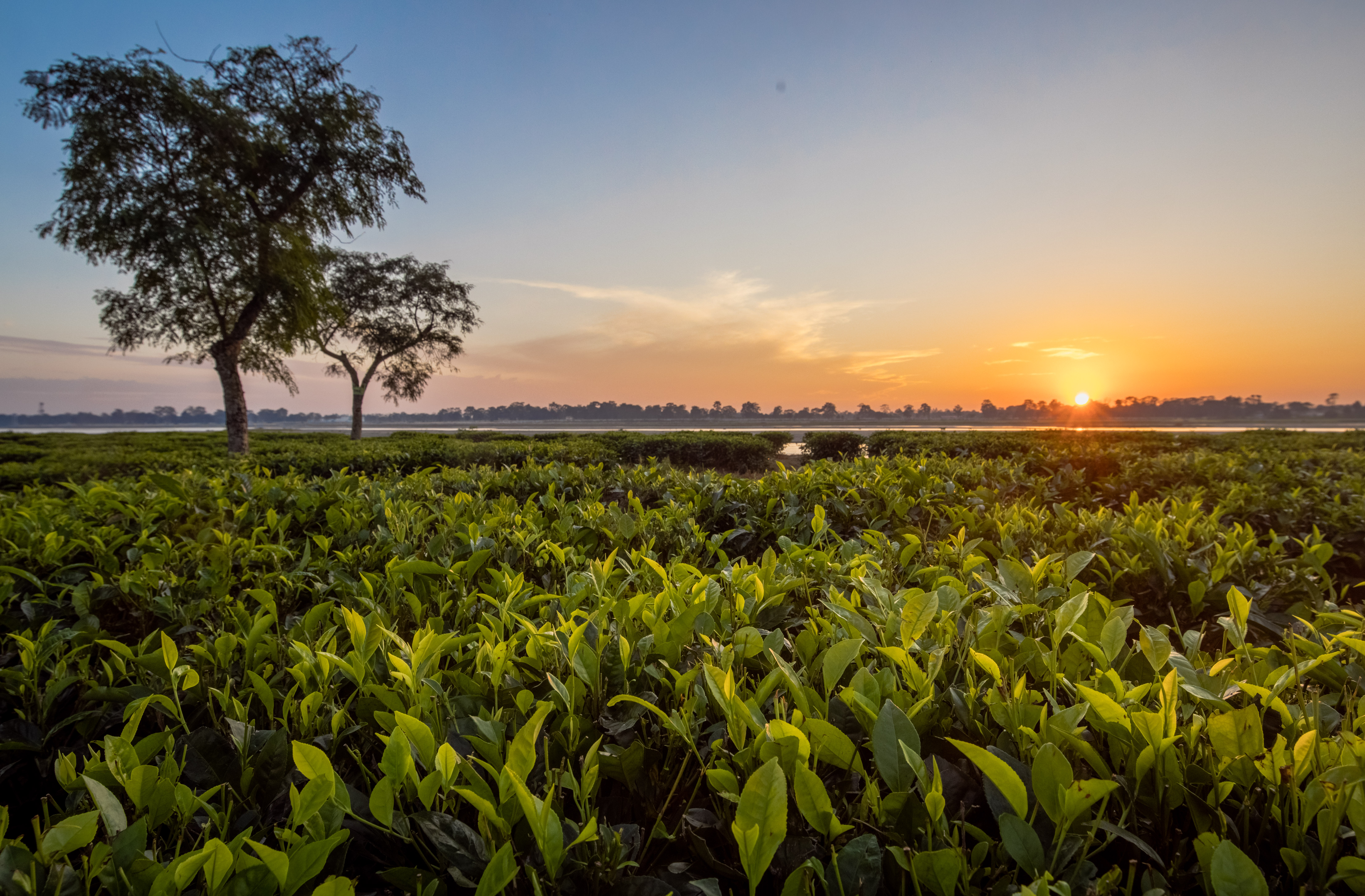 Dhendai tea estates, Assam